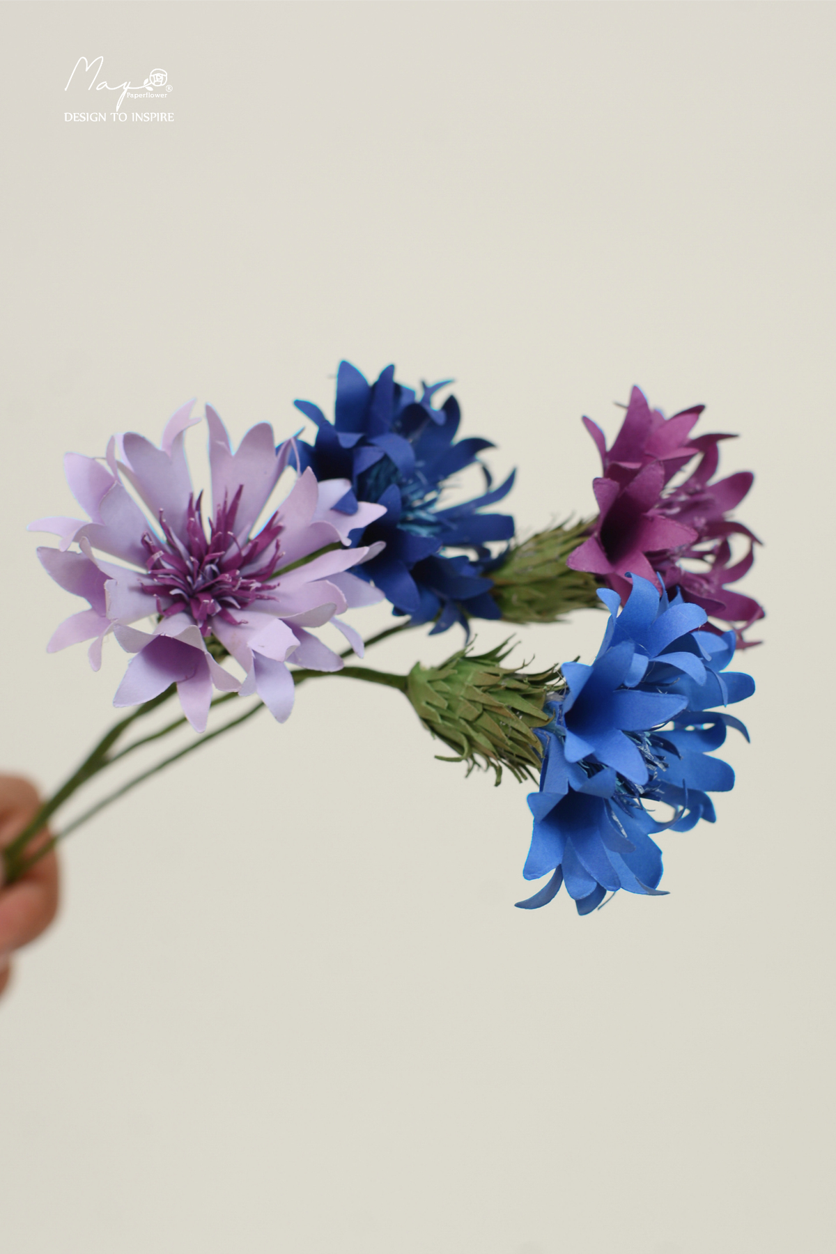 Cornflower