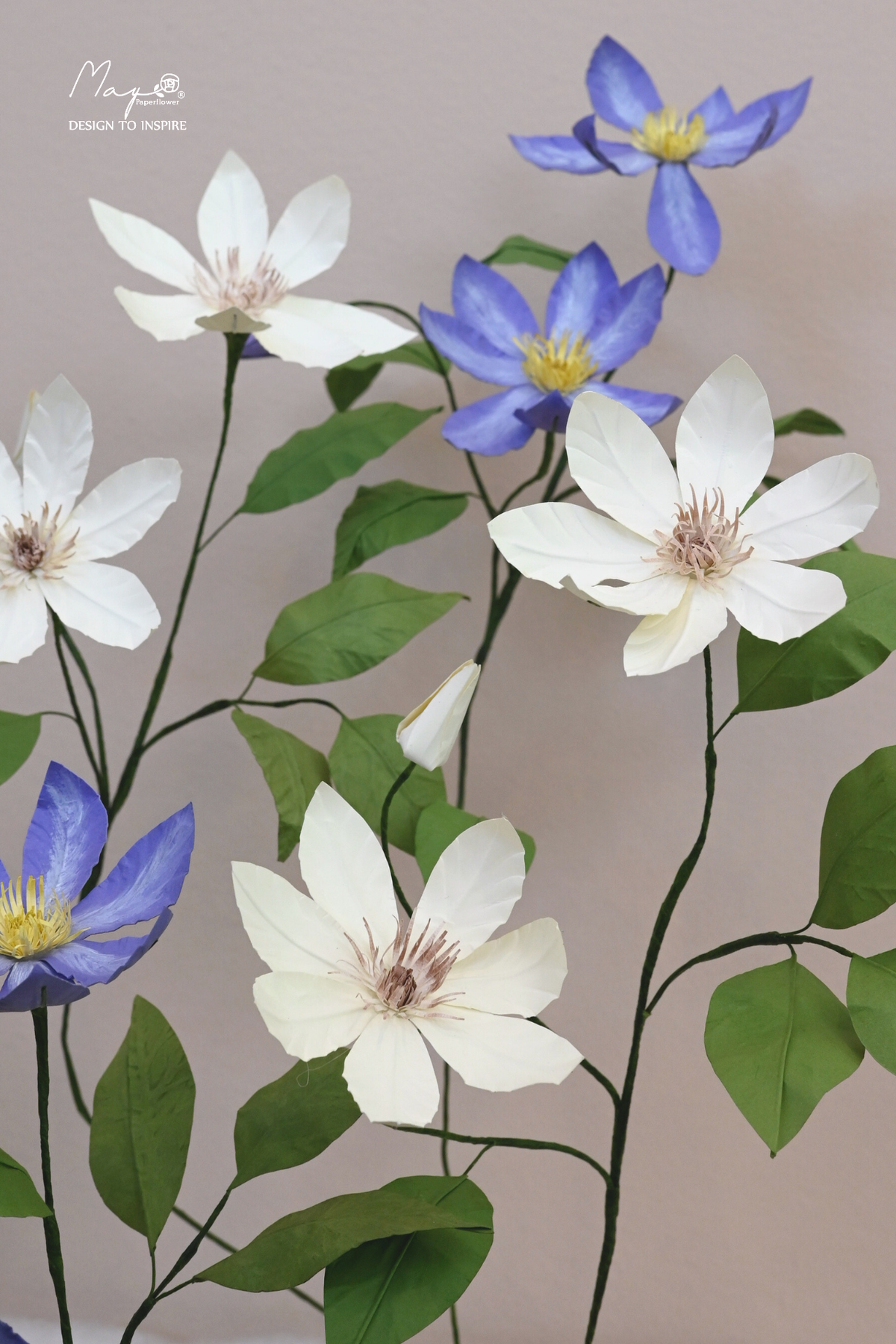 Clematis