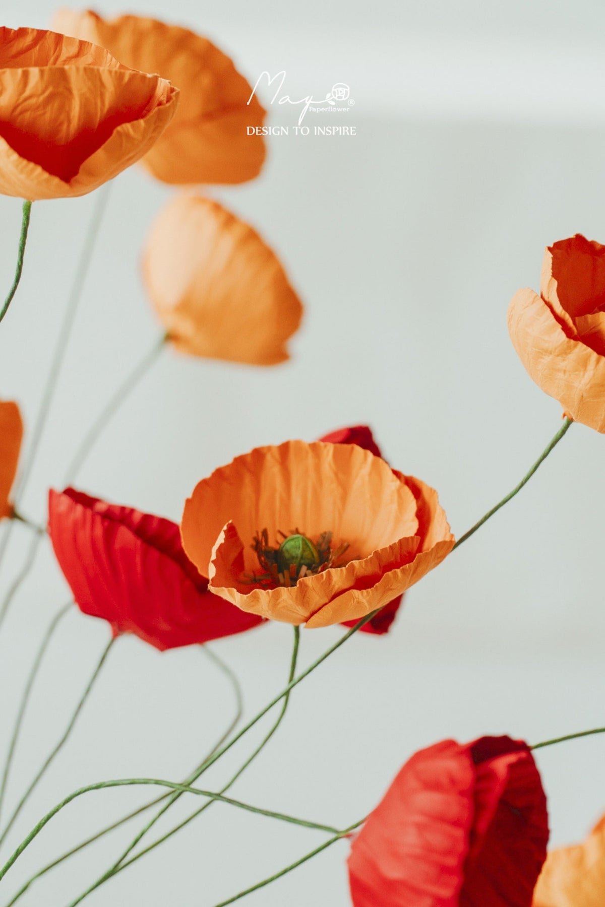 French Poppy