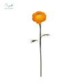 Ranunculus Orange