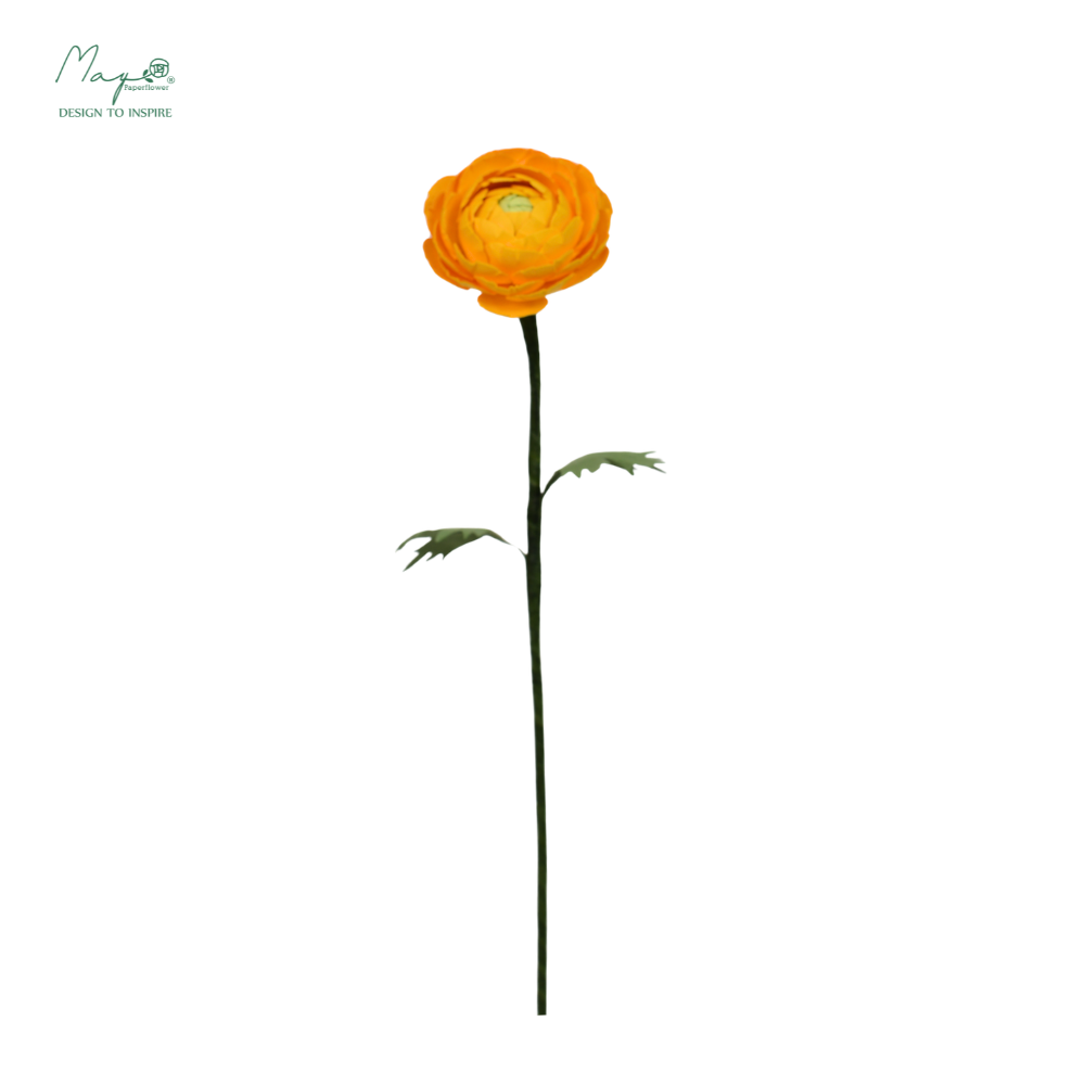 Ranunculus Orange