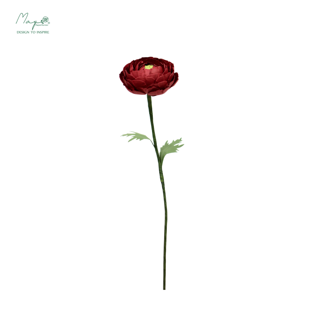 Ranunculus Dark Red
