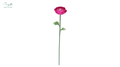 Ranunculus Fuchsia