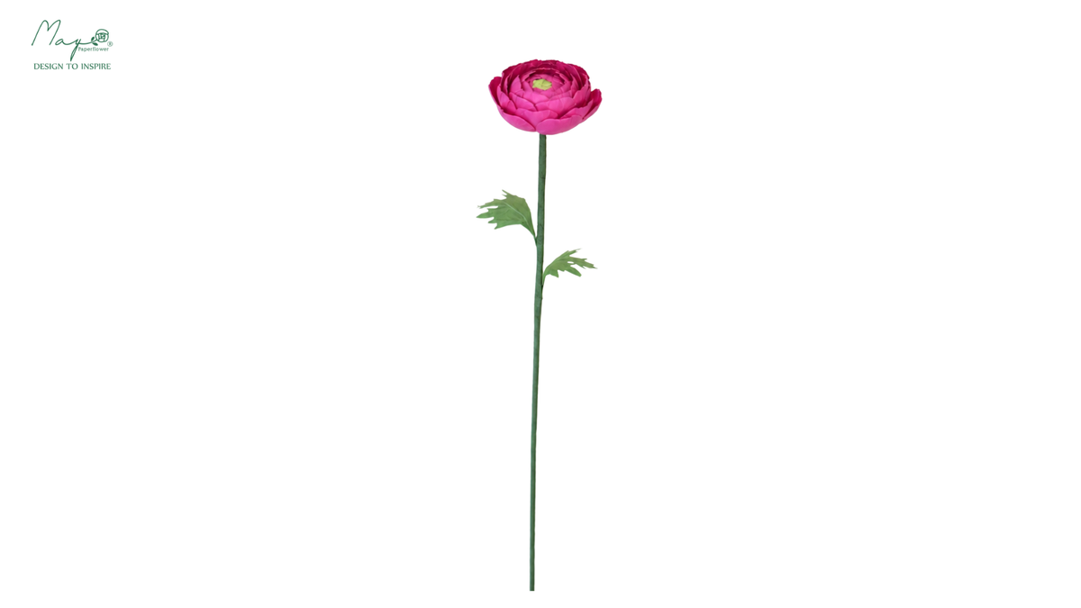Ranunculus Fuchsia