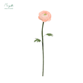 Ranunculus Pink