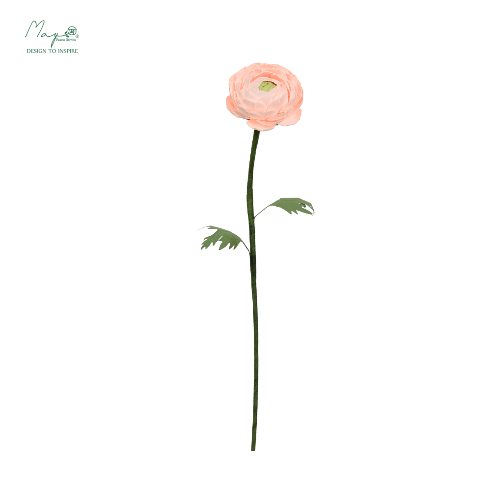Ranunculus Pink