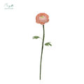 Ranunculus Peach