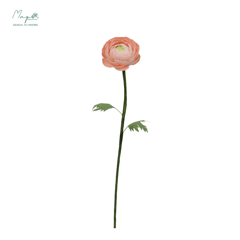 Ranunculus Peach
