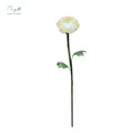 Ranunculus White