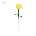 Ranunculus Yellow