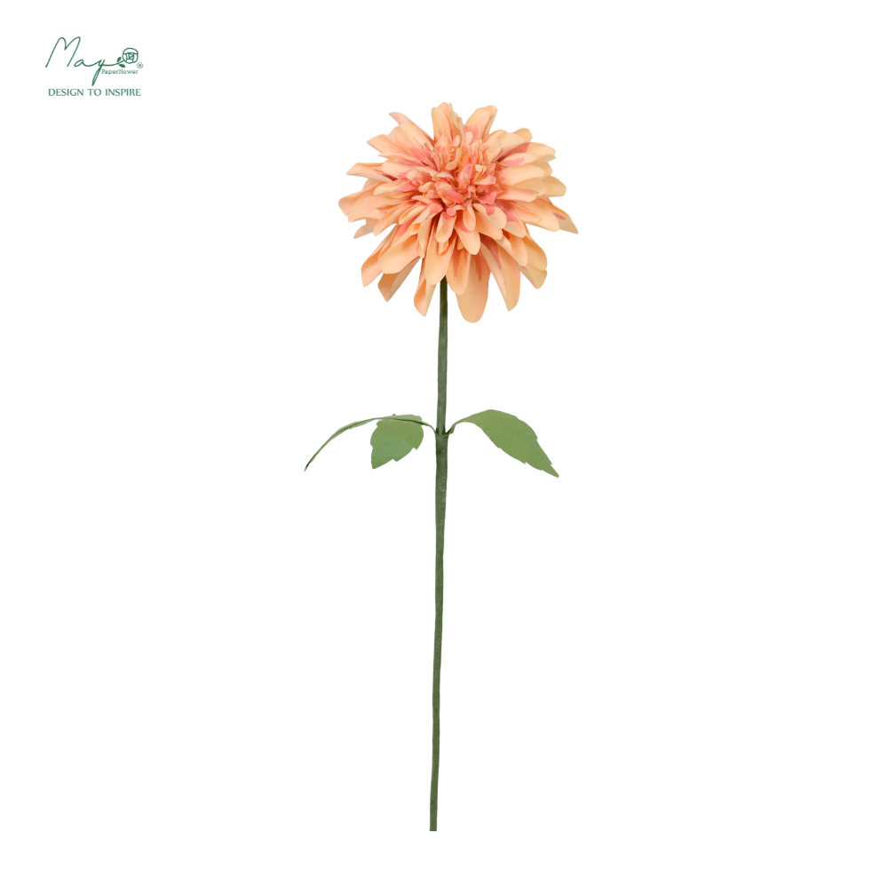 Dahlia Peach