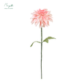 Dahlia White-Pink