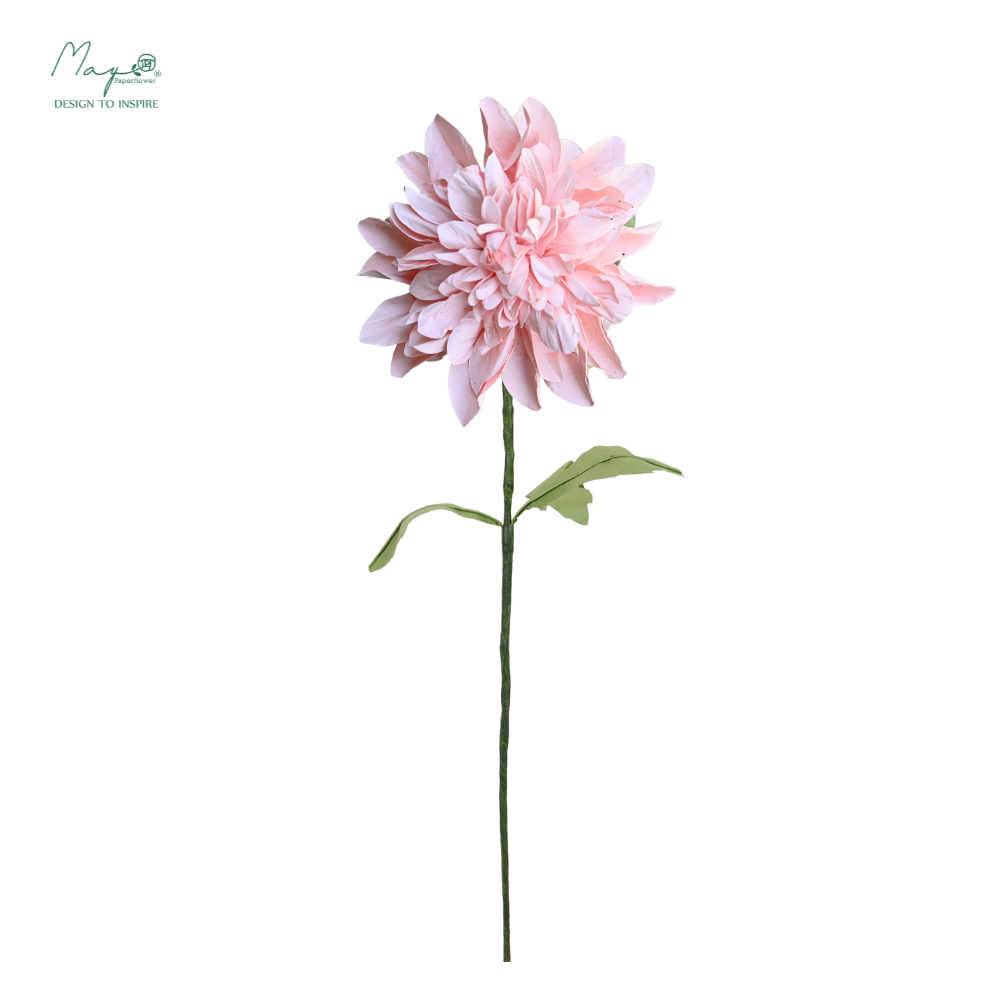 Dahlia Pink