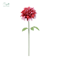 Dahlia Red-White
