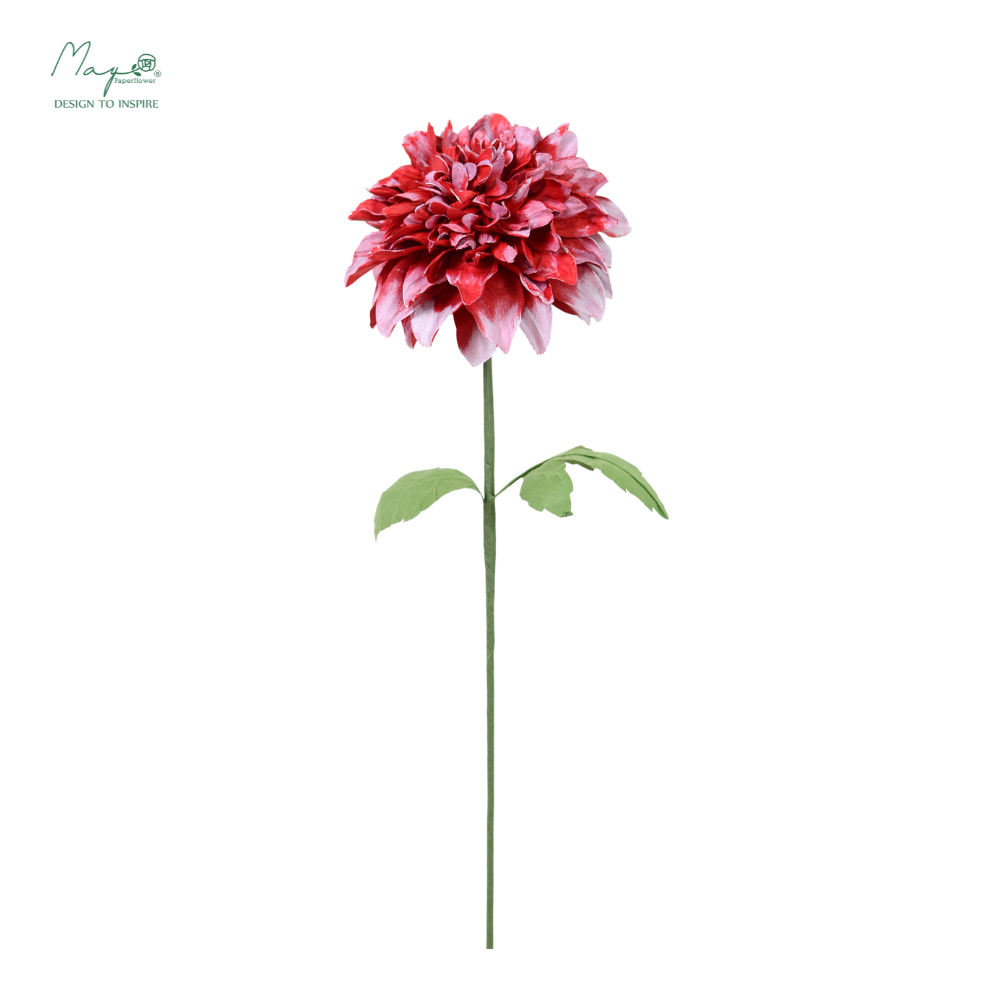 Dahlia Red-White