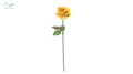 Rose Yellow