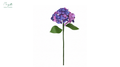 Hydrangea Purple