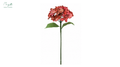 Hydrangea Pink