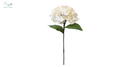 Hydrangea White
