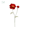 Irish Poppy Red
