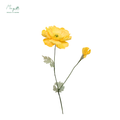 Irish Poppy Yellow