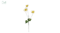 Daisy 3-stem