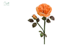 Juliet (Piano) Rose Orange