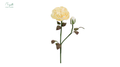 Juliet (Piano) Rose White