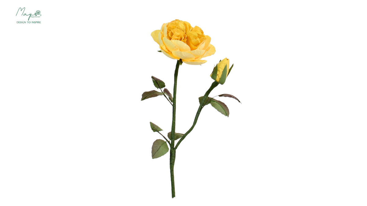 Juliet (Piano) Rose Yellow