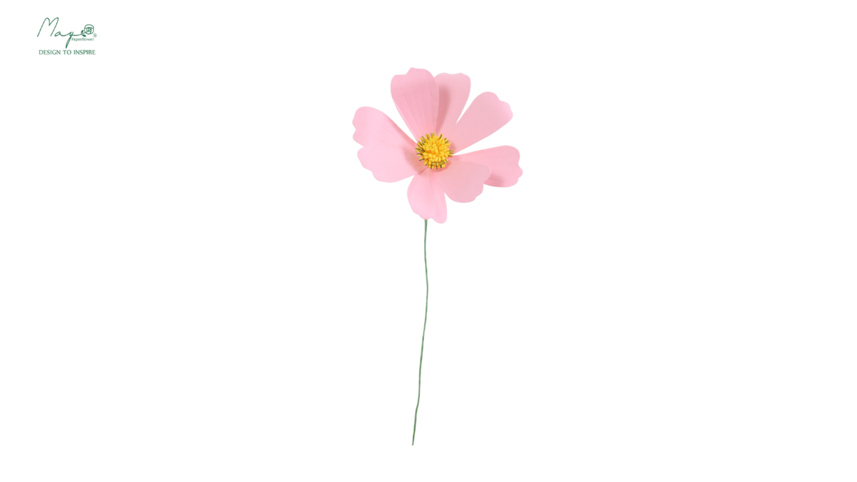 Cosmos flower pink