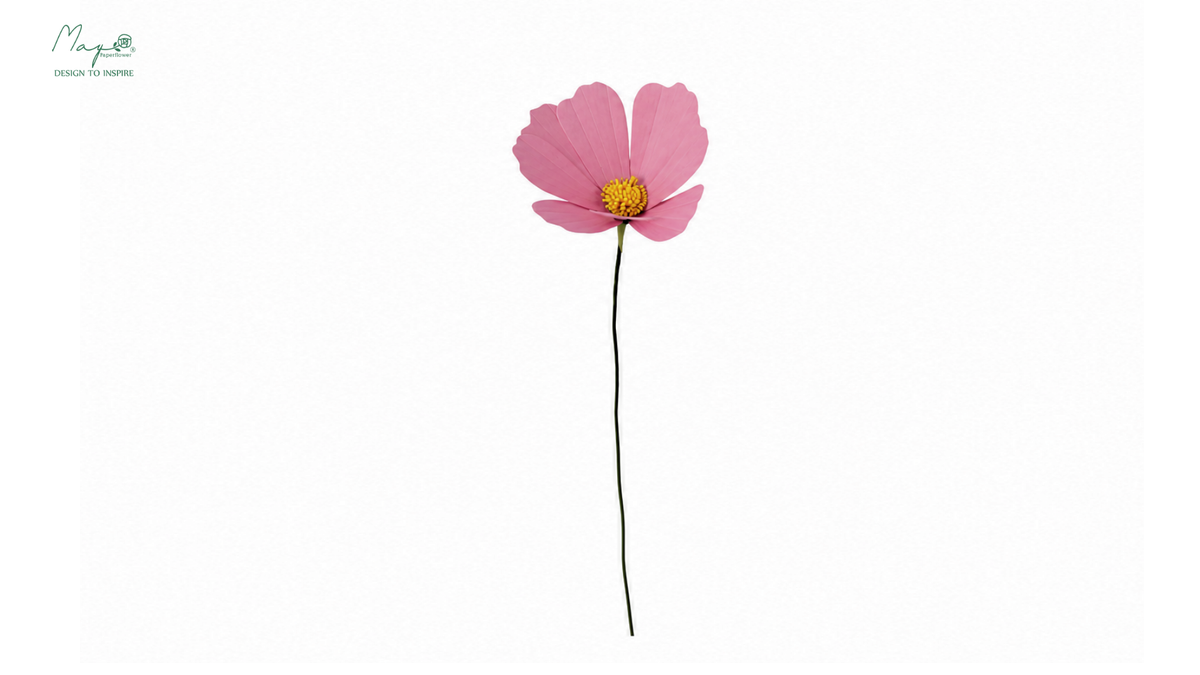 Cosmos flower purple