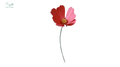 Cosmos flower Rosered