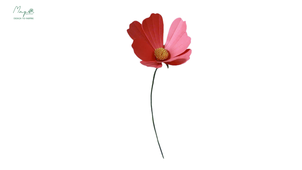 Cosmos flower Rosered