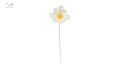 Cosmos flower white