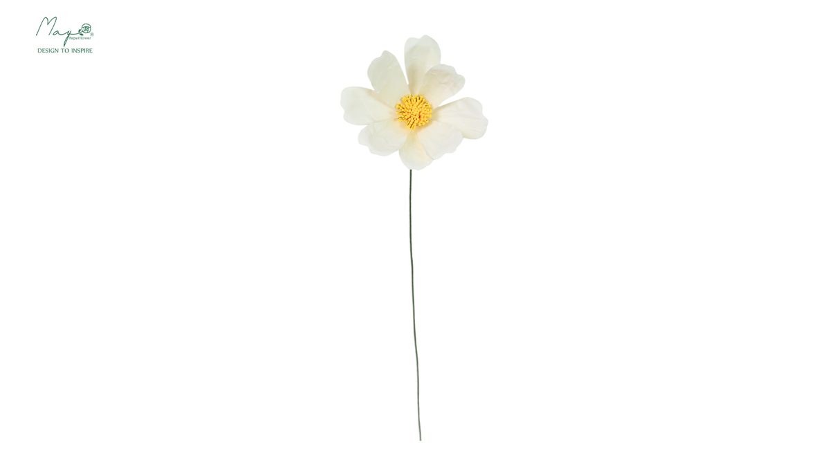 Cosmos flower white