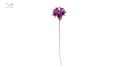 Cornflower Dark purple