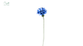 Cornflower Light blue