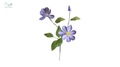 Clematis Blue