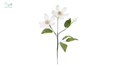Clematis White