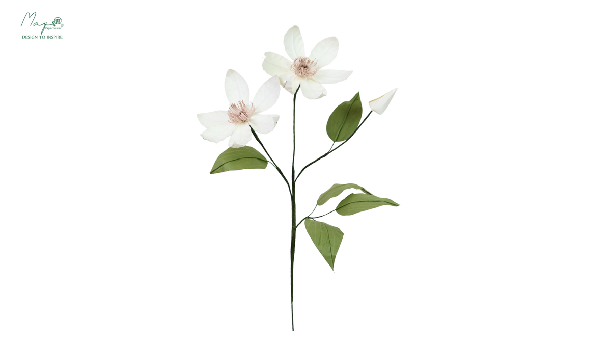 Clematis White