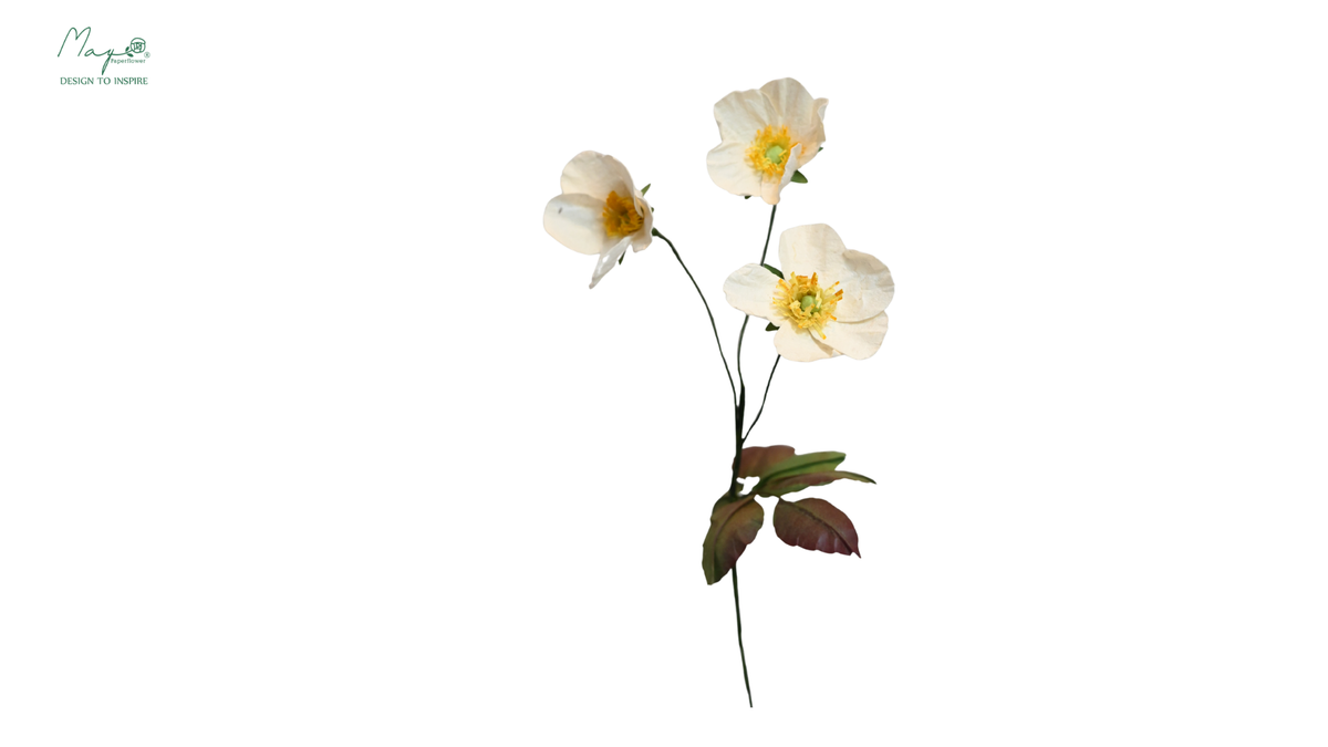 Wild Rose White