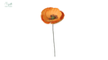 French Poppy Orange