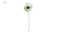 French Poppy White