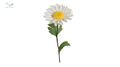 Daisy single
