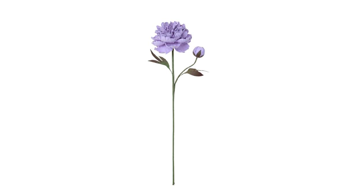 Peony lila