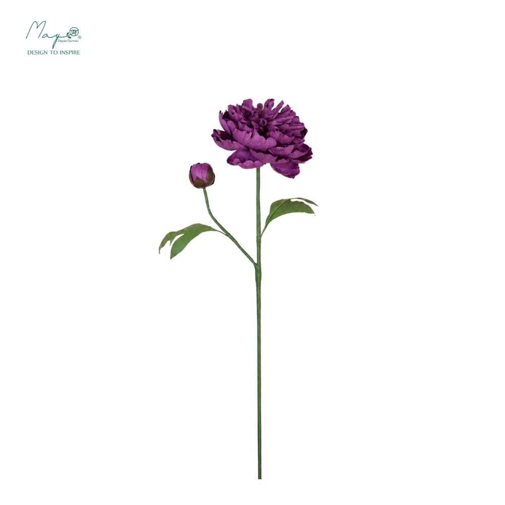 Peony Elderberry